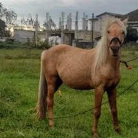 اسب کرد محلی|حیوانات مزرعه|آستارا, |دیوار