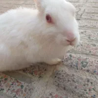 خرگوش|موش و خرگوش|تبریز, |دیوار