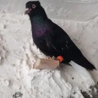 پرنده رنگی