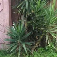 درختچه یوکا