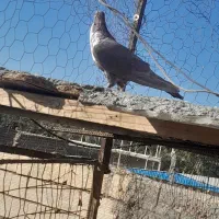 چند عددکبوتر