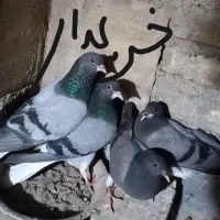 خرقه روس سبز و زره|پرنده|اصفهان, شهرک کاوه|دیوار