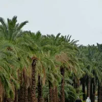 خرما مضافتی دو ردیف لوکس