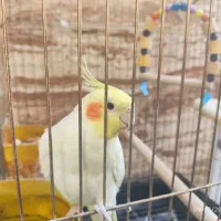 عروس هلندی