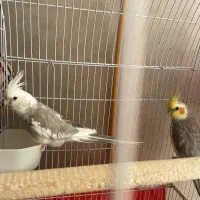 یک جفت عروس هلندی مولد