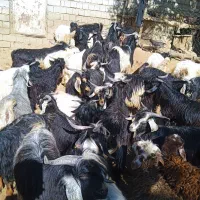 80سرگیسکنرتایبت