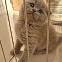 واگذاری بچه گربه