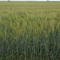 فروش زمین کشاورزی دیمی به مساحت 4/4 در داشبند