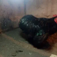 خروس کوشین بلک|حیوانات مزرعه|نوشهر, |دیوار