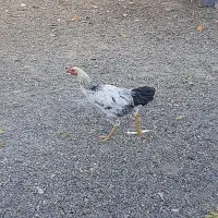 خروس لاری و غاز محلی|حیوانات مزرعه|بیله سوار, |دیوار