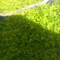 تولکی گوجه