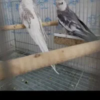 عروس هلندی نر