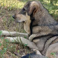 توله عراقی ۱۵ماهه|حیوانات|نقده, |دیوار