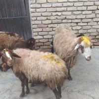 3عددمیش وبره|حیوانات مزرعه|کرمانشاه, |دیوار