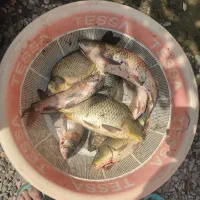 ماهی خوراکی