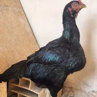 تخم مرغ لاری یتیغ مشکی و طوسی|حیوانات مزرعه|خاوران, |دیوار