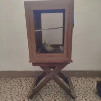 دوتا عروس هلندی باقفست چوبی خوشگل|پرنده|تربت‌حیدریه, منظر|دیوار