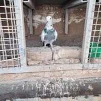 کبوتر تیدی و چاپی ماده