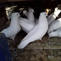 سلام فروش ۸کبوتر سفید کلایی چشم سفید|پرنده|بم, |دیوار