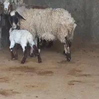 میش و گوسفند اصلاح شده رومانف همراه با بره نر