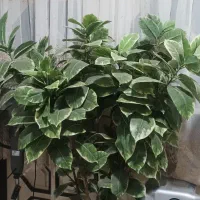 فروشوسایلخانه