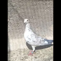 کبوتر