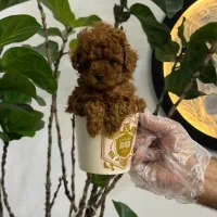 توله پودل توی رنگ رد قهوه ای و قهوه ای تیره ۷۰روزه|سگ|تهران, ایوانک|دیوار