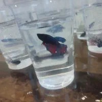 فایتر|ماهی|همدان, |دیوار