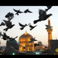 مشهد تور ویژه برای زائران //ترکیبی
