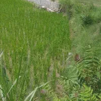فروش زمین کشاورزی