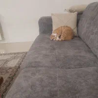 واگذاری رایگان بچه گربه