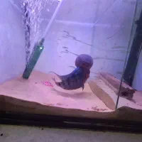 فلاور|ماهی|تهران, افسریه شمالی|دیوار