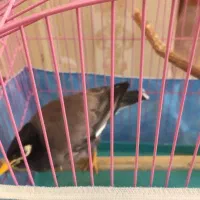 مینا|پرنده|پرند, فاز ۴|دیوار