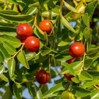 تولید نهال عناب ژاپنی