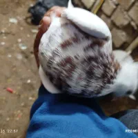 کبوتر طوقی جفت نر و ماده|پرنده|باوی, |دیوار