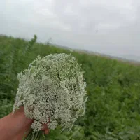کاه سفید گندم