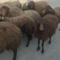 تعدادی گوسفندبرای فروش دارم9عددماده دوتا و هستند