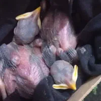 جوجه مرغ مینا