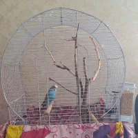 فروش مرغ عشق انگلیسی نر