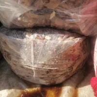 خرمای بیضو