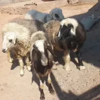 نرمیش و میش