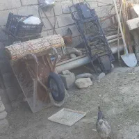 بلوط و مرغ و خروس کردی و محلی