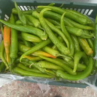 فلفل سبز کاپی