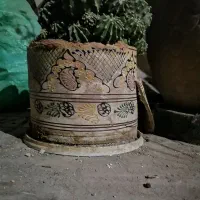 دو عدد کاکتوس|گل و گیاه طبیعی|شیراز, دارالرحمه|دیوار