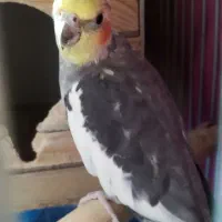 عروس هلندی نر