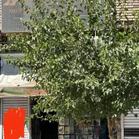 فروش مغازه خیابان اصلی