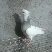 کبوتر نقش