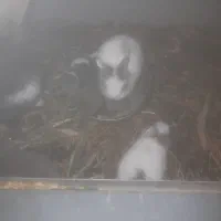 خرگوش|موش و خرگوش|سیرجان, |دیوار