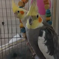 جفت عروس هلندی