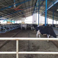 کارگر گاوداری برای شیردوشی